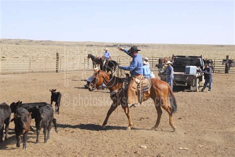 Photo of Cowboys Roping Cattle by Photo Stock Source - cowboys, Flagstaff, Arizona, USA, cowboy ...