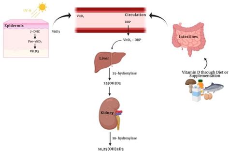 Nutrients | Free Full-Text | Rapid Nontranscriptional Effects of Calcifediol and Calcitriol