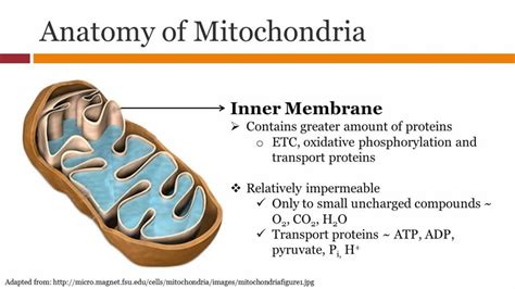 Mitochondria Parts And Functions