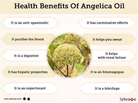 Benefits of Angelica Oil And Its Side Effects | Lybrate