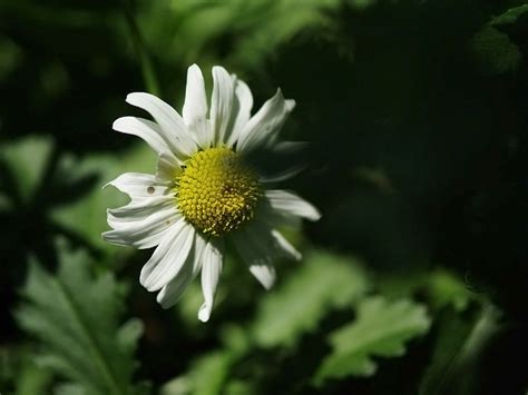 Imperfect Flower | Flickr - Photo Sharing!