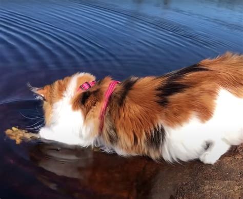 Fluffy Maine Coon cat courageously swims toward owner