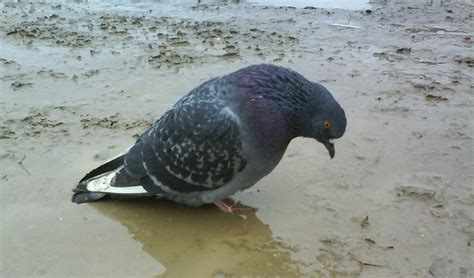 Create meme "pigeons doves, dove Natasha, a sad dove" - Pictures - Meme-arsenal.com