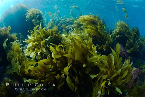 Marine Algae Photo, Stock Photo of Marine algae, Phillip Colla Natural History Photography