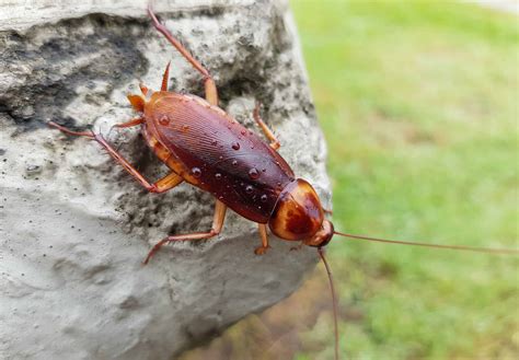 American,Cockroach,(periplaneta,Americana),Is,The,Largest,Species,Of ...