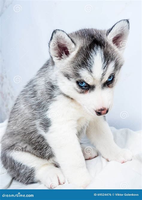 Cute Baby Huskies With Blue Eyes