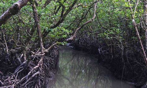 Mangroves in Andaman Nicobar | Andaman Natural Mangrove Forests