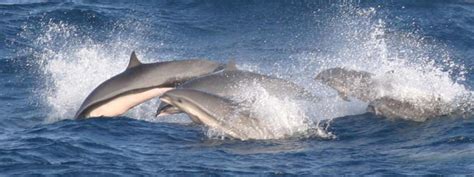 Fraser's dolphin (Lagenodelphis hosei)