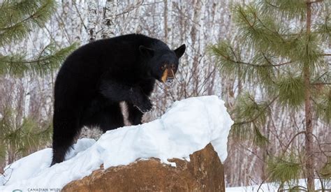 How Do Animals Survive the Winter in Canada? – Your Connection to Wildlife