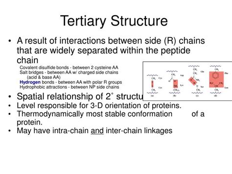 PPT - Tertiary Structure PowerPoint Presentation, free download - ID:4093038