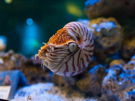 Chambered Nautilus - California Academy of Sciences