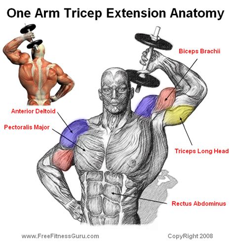 TRICEPS - GYMHARD