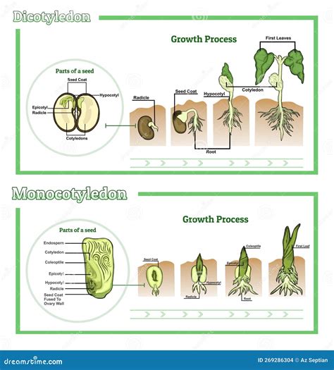 Monocot And Dicot Vector Illustration | CartoonDealer.com #269286304