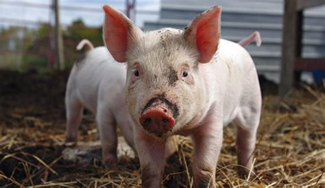 Choose the Right Pigs for Your Farm - Hobby Farms