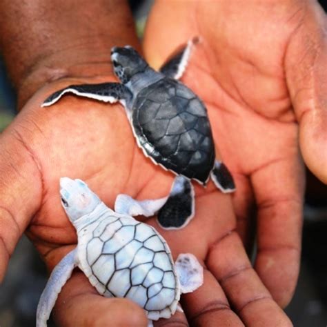 Select Sri Lanka: Hikkaduwa Turtle Farm & Hatchery