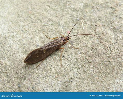 Nocturnal Insects. Moth Close-up. Stock Image - Image of nocturnal, nature: 194747539