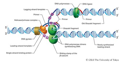 Dna Replication Diagram With Enzymes