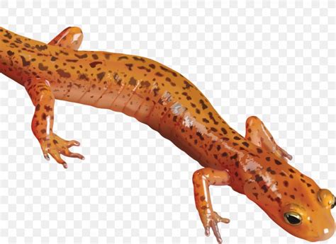 Salamander Newt Clip Art, PNG, 1024x747px, Newt, Amphibian, Fauna ...