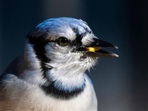 What Do Blue Jays Eat? (Complete Guide) | Birdfact