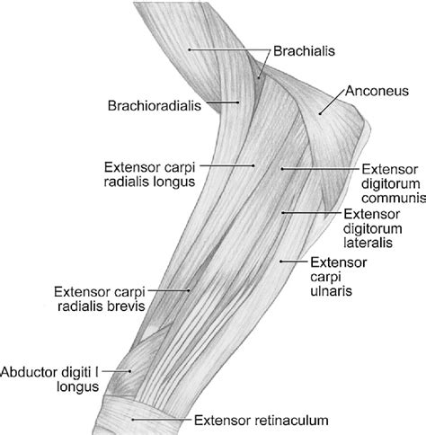 Cat Forelimb Muscles Diagram