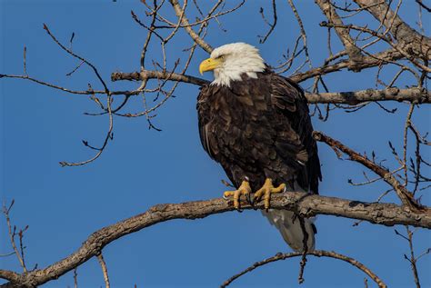 Fat Eagle Photograph by Ray Congrove - Fine Art America