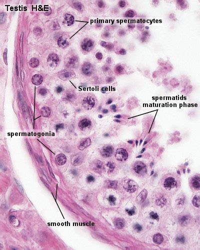 2011 Lab 1 - Spermatogenesis - Embryology