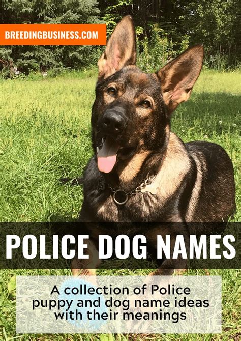 100+ Police Dog Names – Best K9 Military Puppy Names for Cop Dogs!