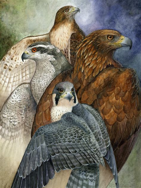 Four North American Raptors by windfalcon on DeviantArt