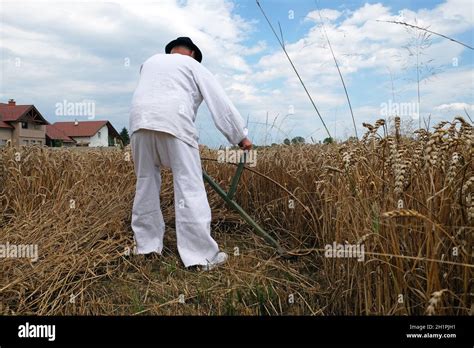 Farmer harvesting wheat with scythe in wheat fields in Trnovec, Croatia ...