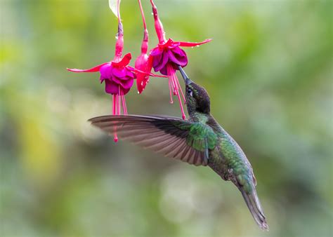 A fine selection of pictures of hummingbirds of Costa Rica - Aratinga Tours