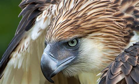 Philippine eagle Archives | Critter Science