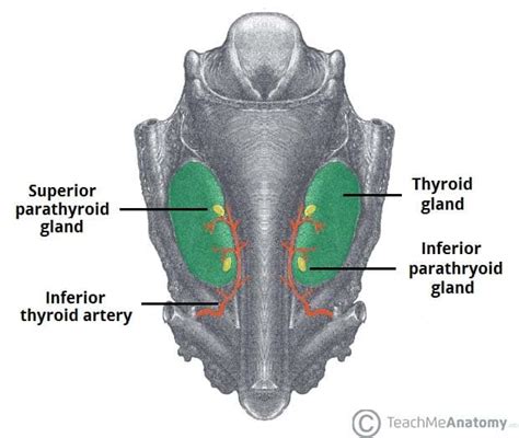 The Parathyroid Glands - Blood Supply - Nerves - TeachMeAnatomy