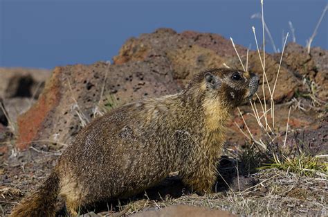 Yellow-Bellied Marmot Photograph by James Little