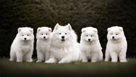 110+ Samoyed HD Wallpapers and Backgrounds