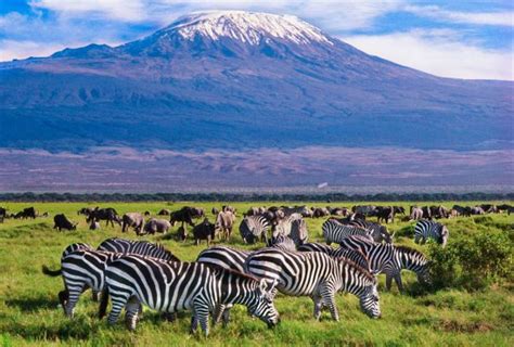 Is Amboseli National Park Worth Visiting? | Kenya Safaris