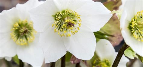 Christmas Rose: Beautiful Plant with Interesting History // Missouri ...