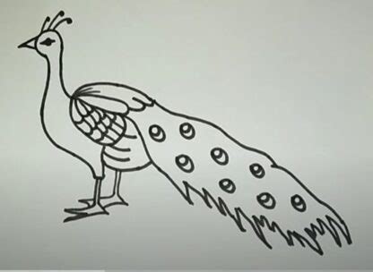 Easy Peacock Drawings - The 7 Best Easy Drawings of a Peacock
