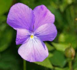 Rhode Island State Flower: Violet