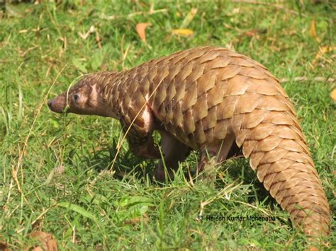 Plight of the pangolin: all eight species to move up EDGE list - EDGE of Existence