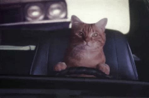 Cat Driving Car GIFs | Tenor