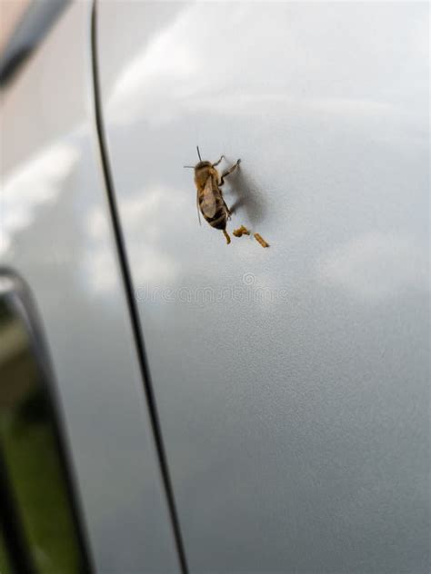 Honey Bee Pooping on Silver Car at Day Light, Close-up with Selective Focus Stock Image - Image ...