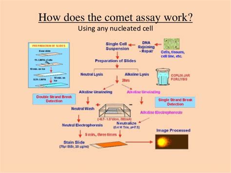 Comet assay