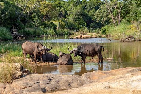 Buffalo Africa Water - Free photo on Pixabay - Pixabay