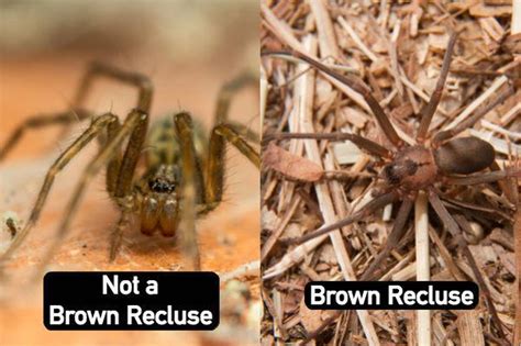 How to Identify a Brown Recluse Spider - Plunkett's Pest Control