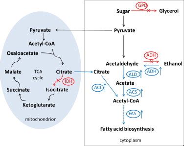 Acetyl Coa Carboxylase Pathway