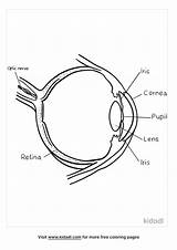 Anatomy Of The Eye Coloring Pages sketch template