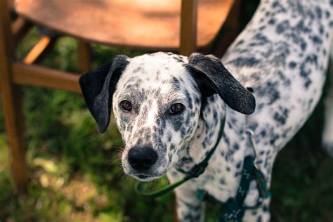 Get to Know The Dalmatian | Dog Breed Info For New Dog Owners