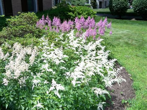 Recommended deer resistant perennials for the Northeast