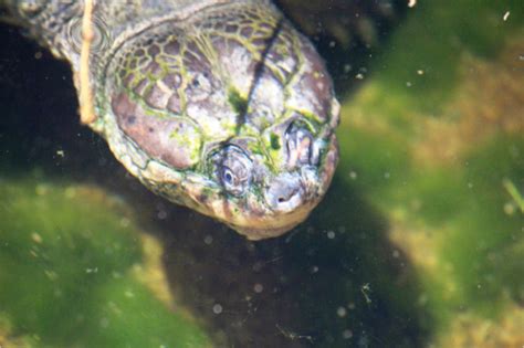 African Helmeted Turtle - Honolulu Zoo Society