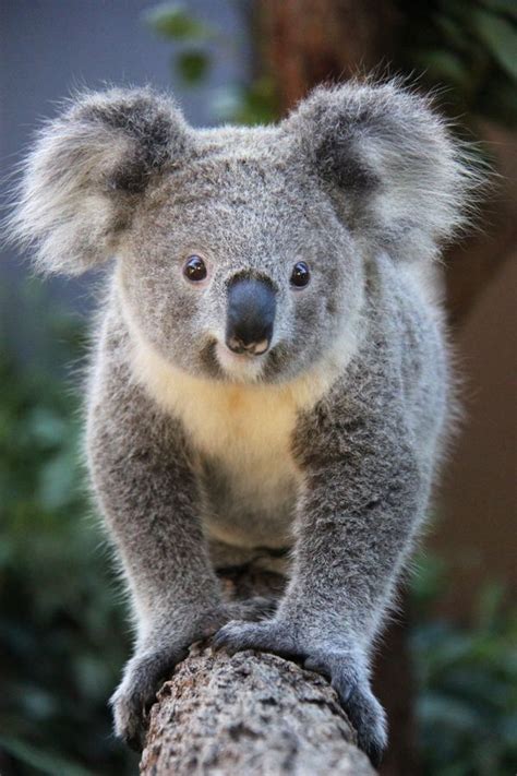 Kissing Koalas at Taronga Zoo - ZooBorns